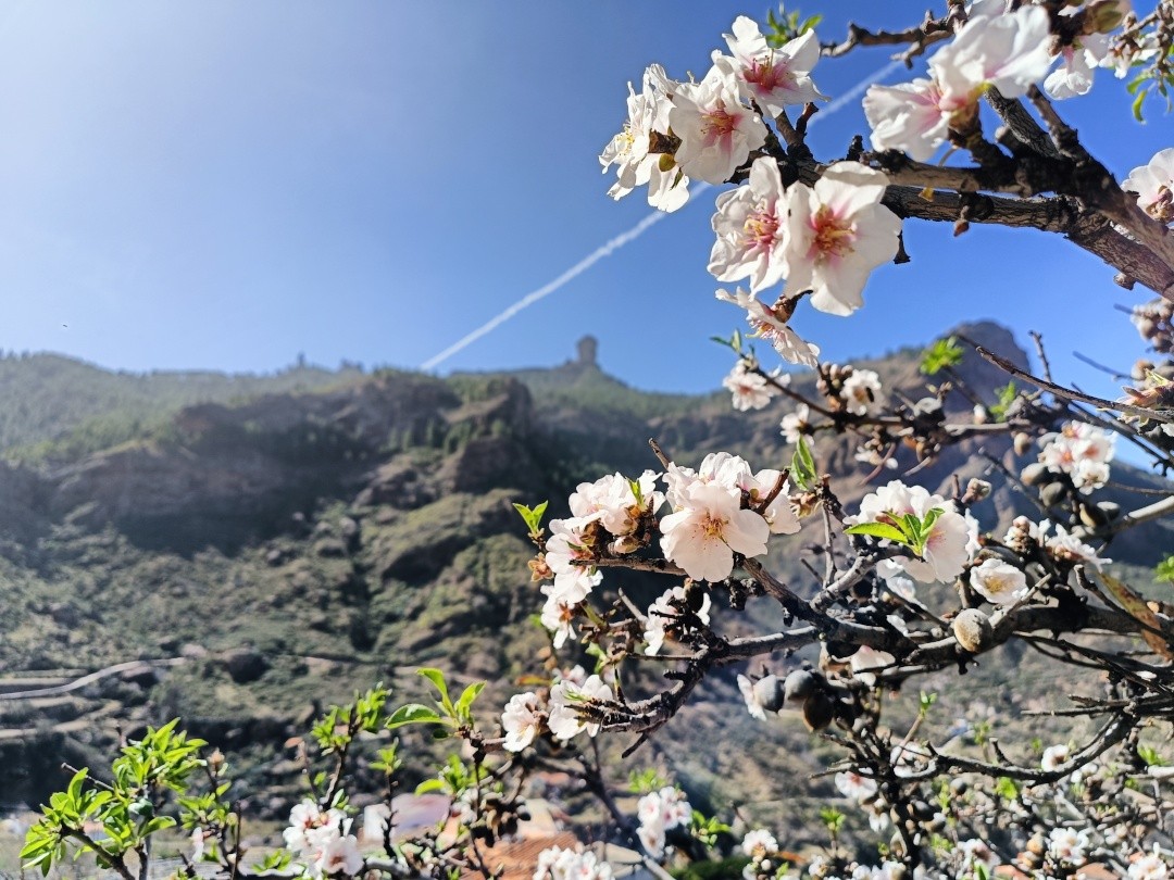 Imagen de un almendro en flor
